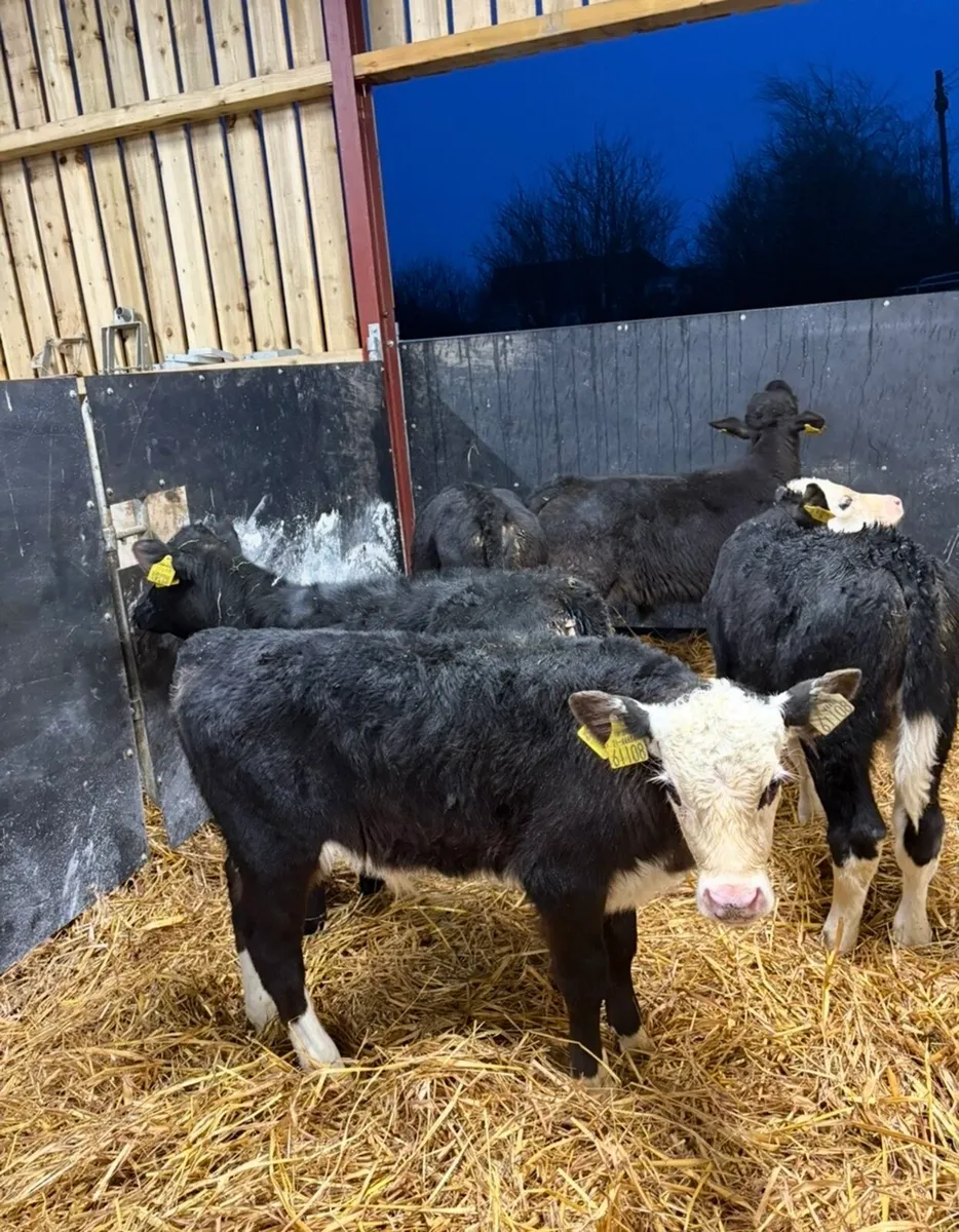 5 super once a day calves - Image 1
