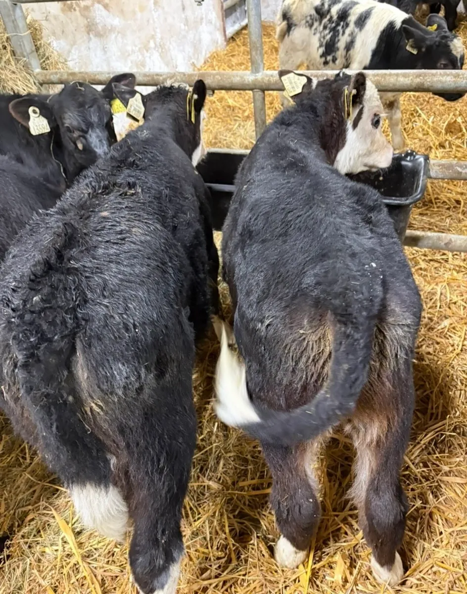 5 super once a day calves - Image 4