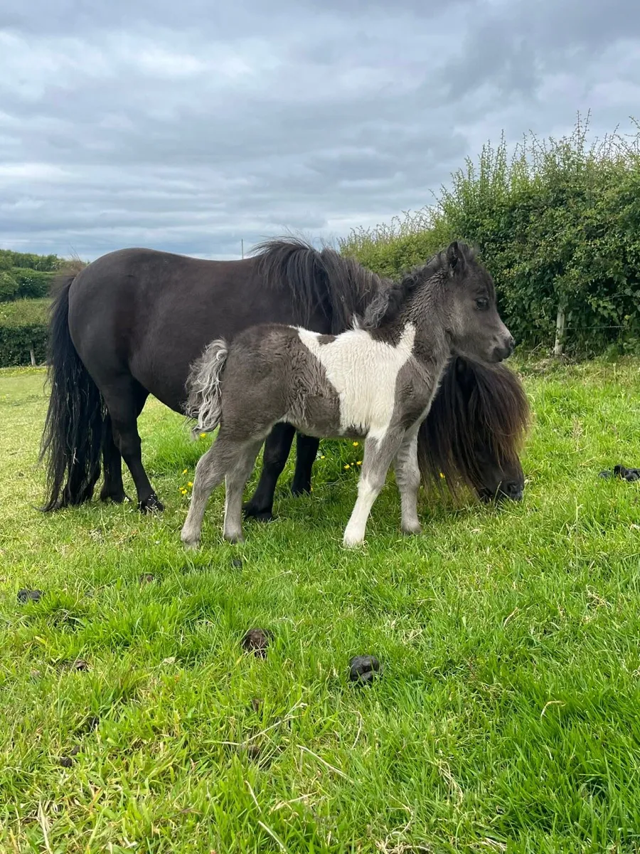 ✨Miniature Shetland Filly Foal for Sale✨ - Image 1