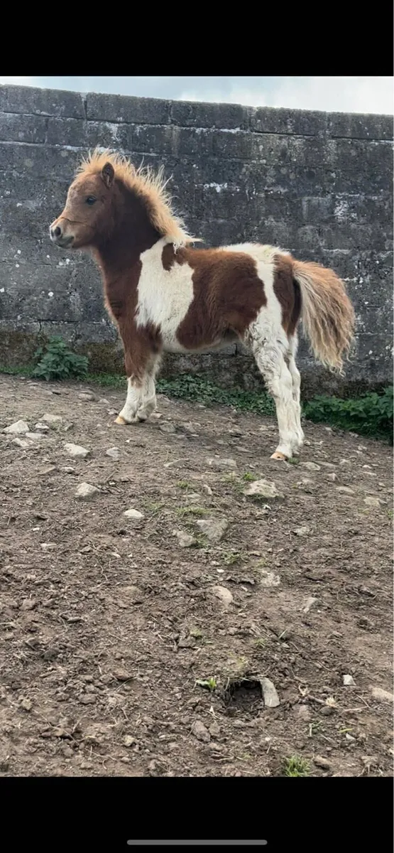 ✨Miniature Shetland Filly Foal for Sale✨ - Image 3