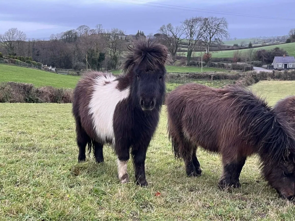 ✨Miniature Shetland Filly Foal for Sale✨ - Image 4
