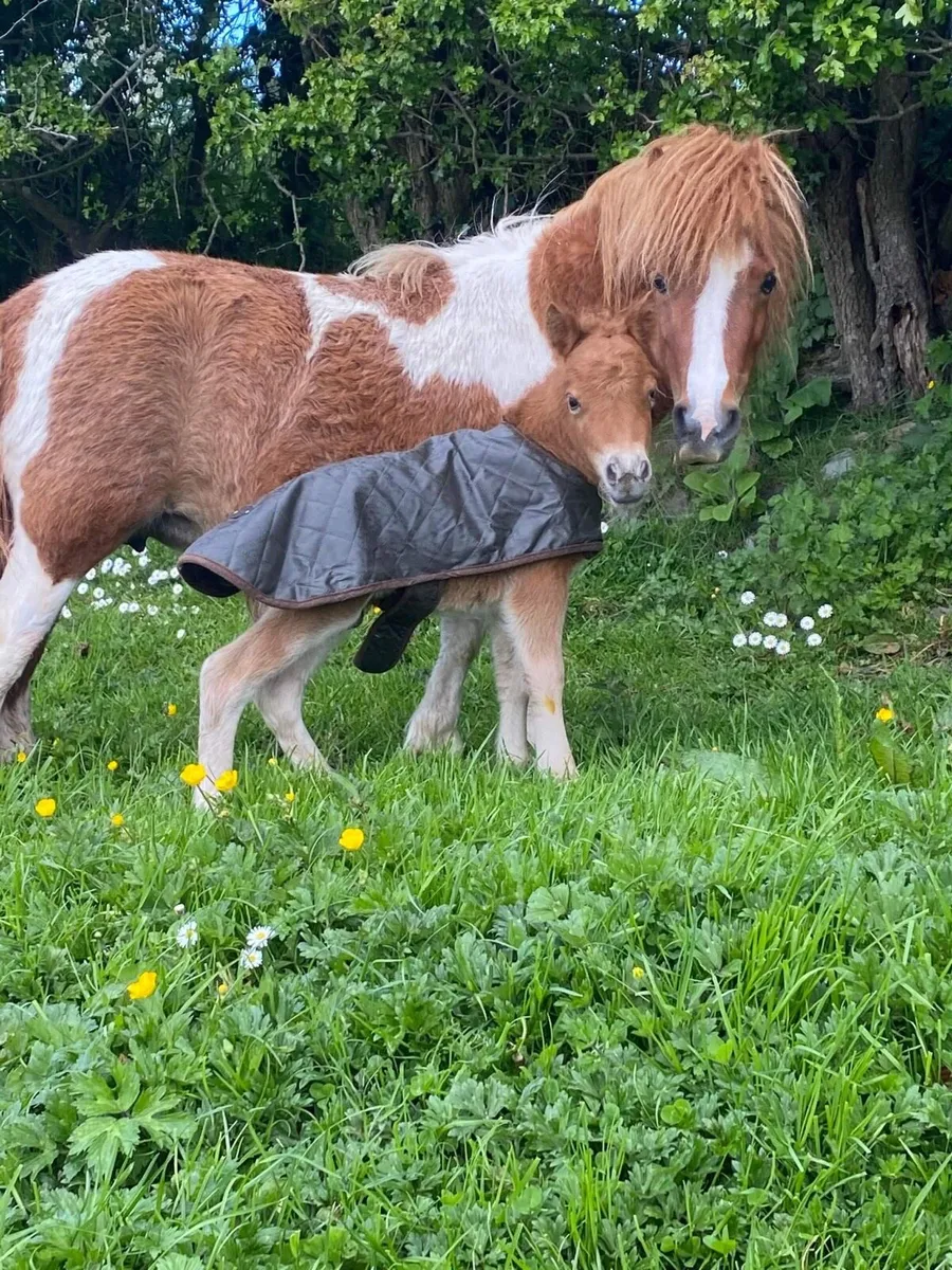 ✨Miniature Shetland Filly Foal for Sale✨ - Image 2