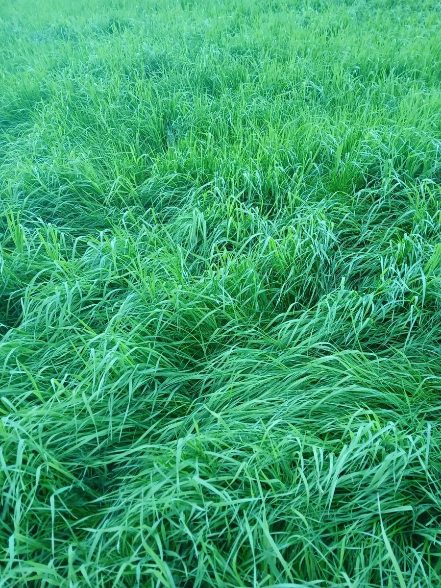 Haylage and Silage - Image 1