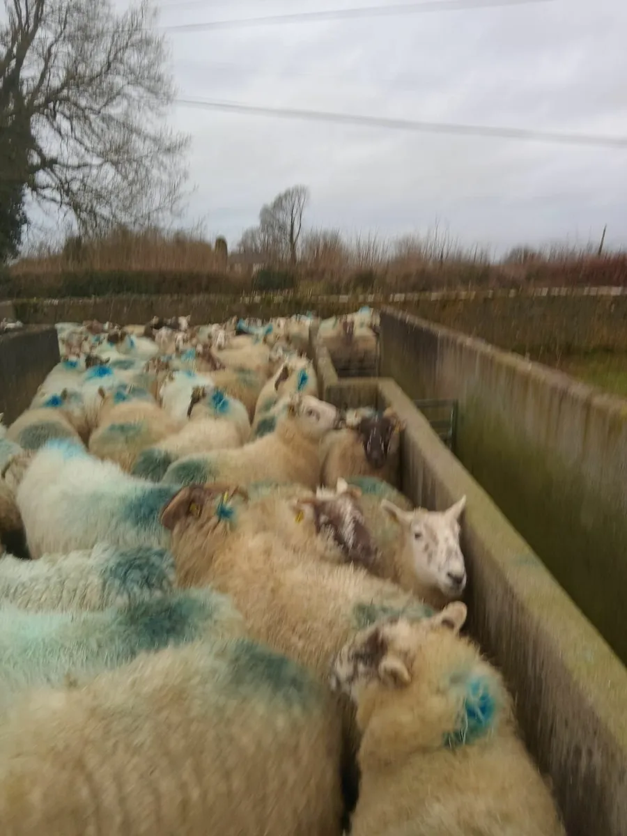 120 January lambing ewes - Image 1