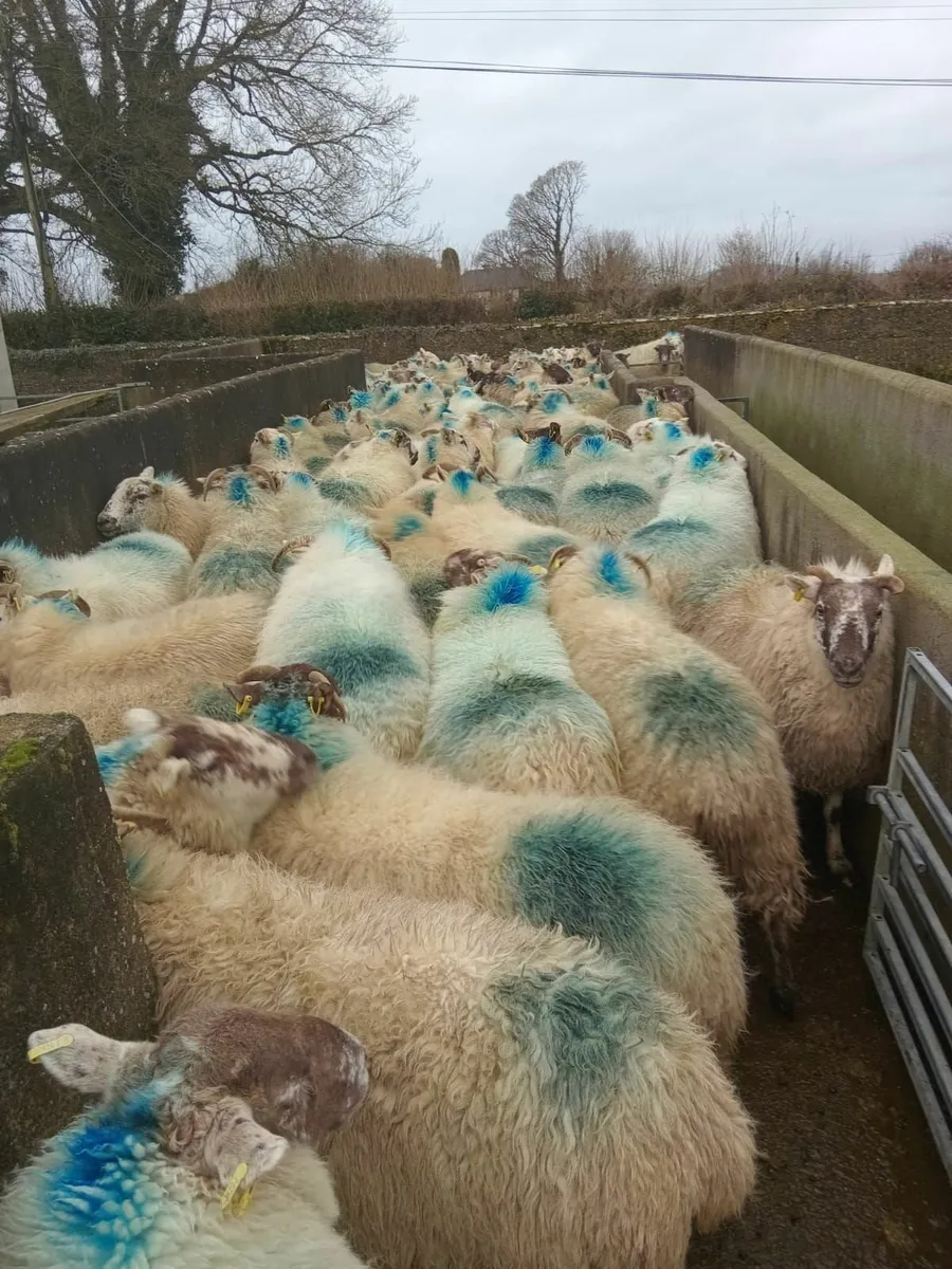 120 January lambing ewes - Image 2