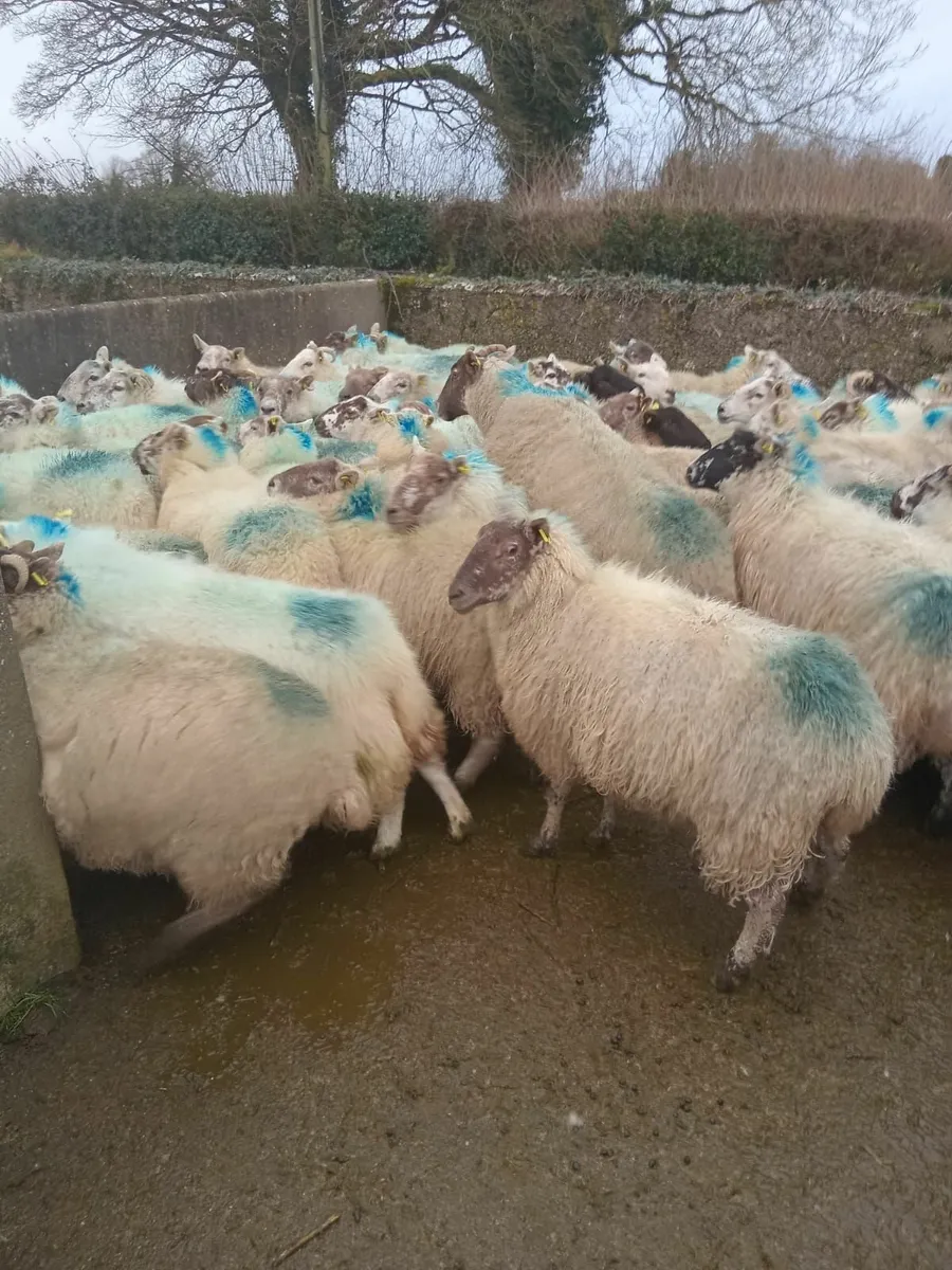 120 January lambing ewes - Image 3