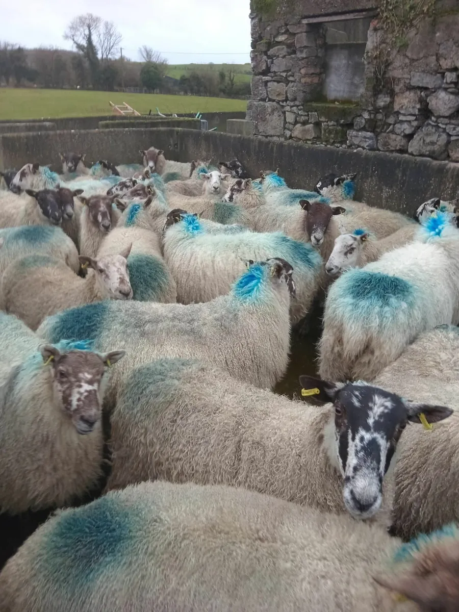 120 January lambing ewes - Image 4