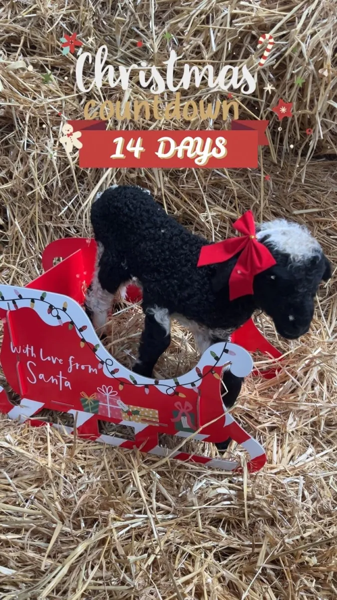 Valais Blacknose Pet Ewe Lamb