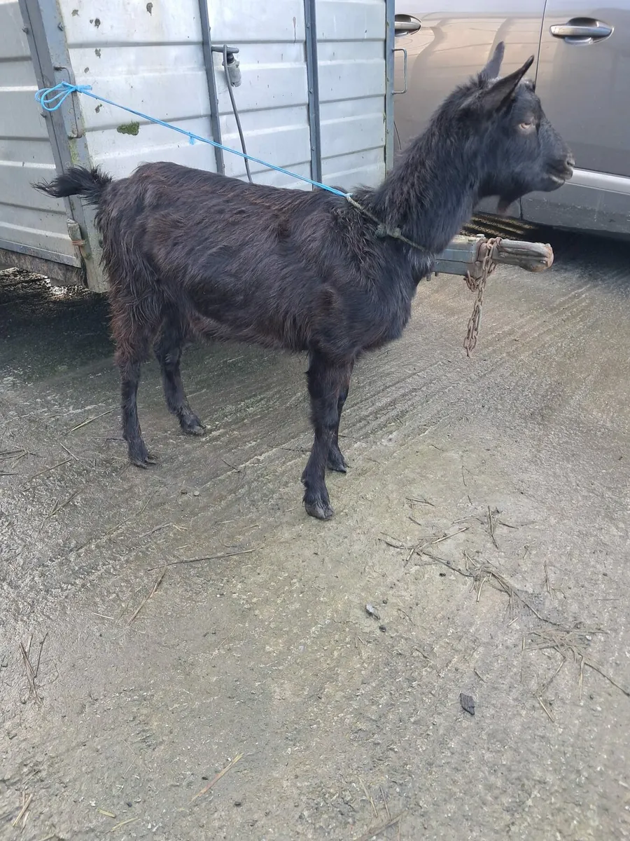 Female Goats - Image 1
