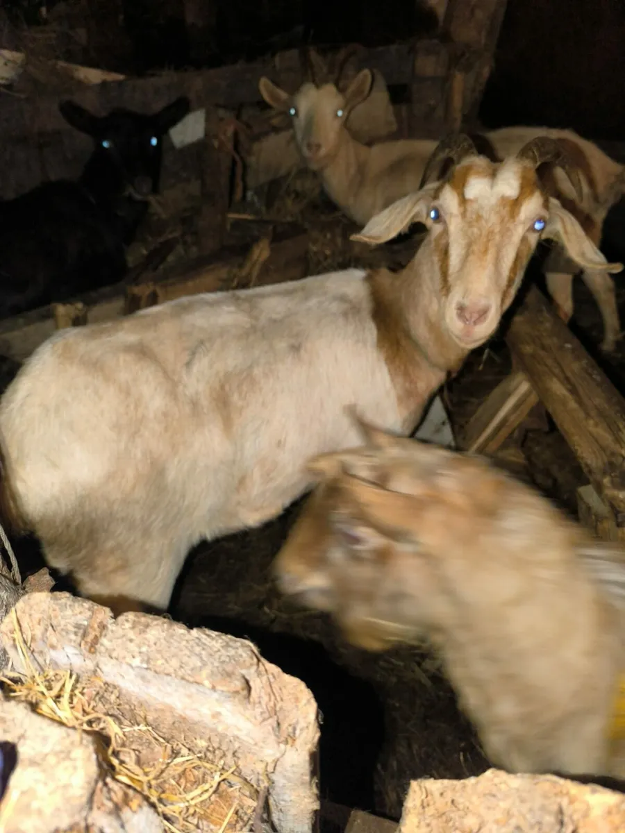 Female Goats - Image 3