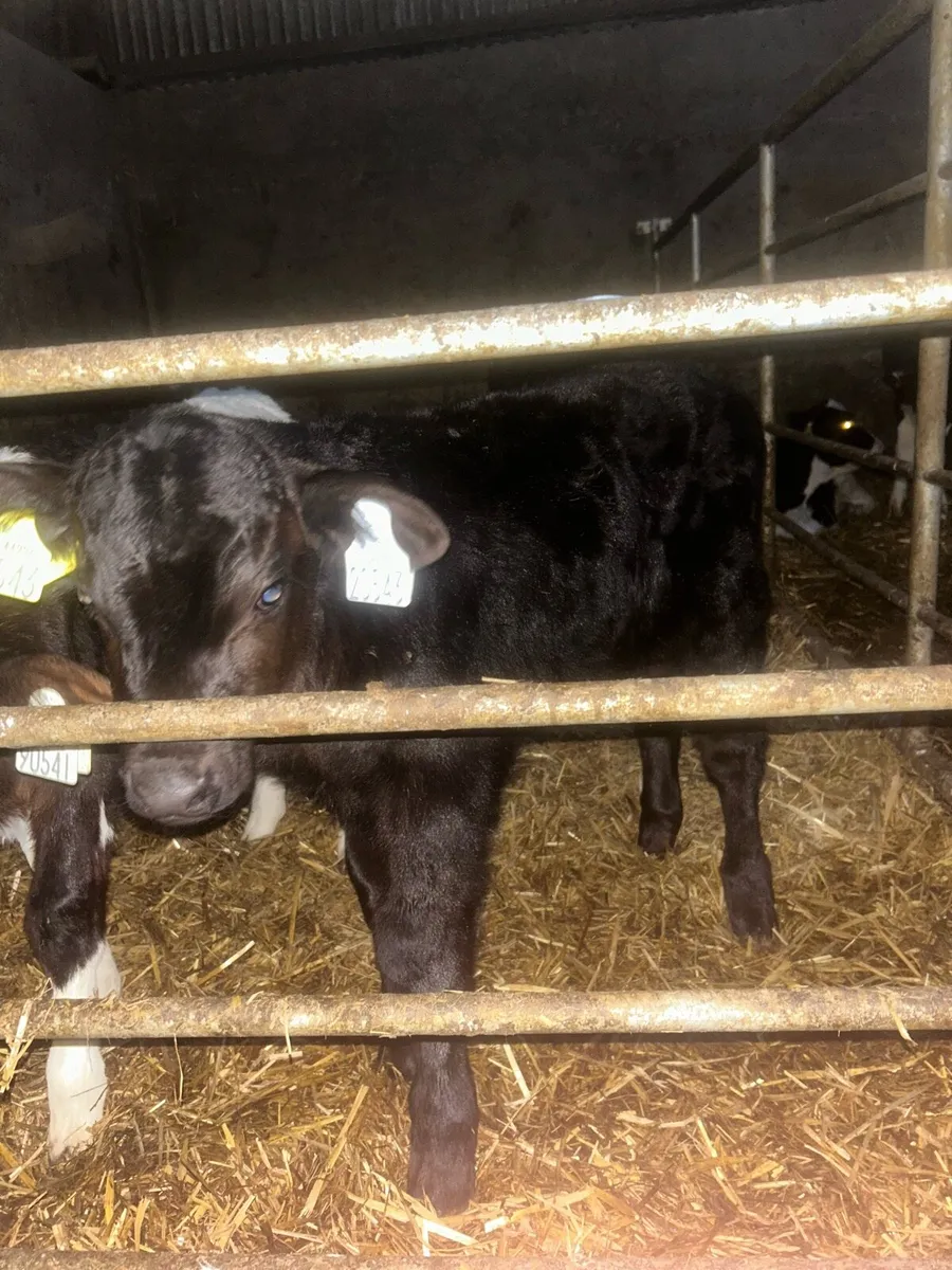 1 Angus Bull Calf - Image 1