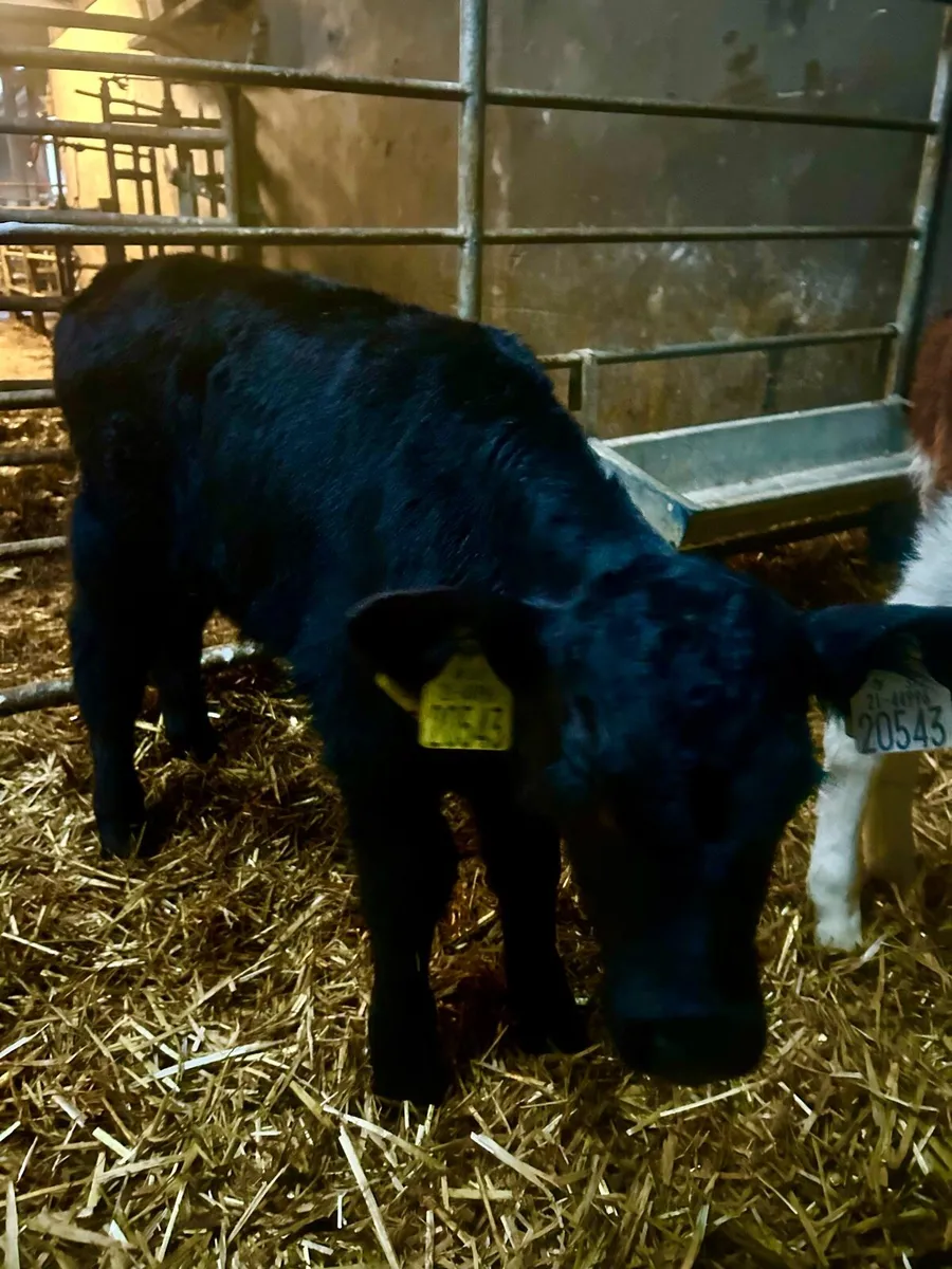 1 Angus Bull Calf - Image 2
