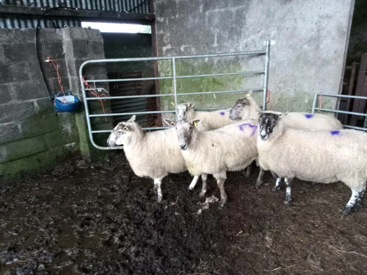 Organic ewes - Image 1