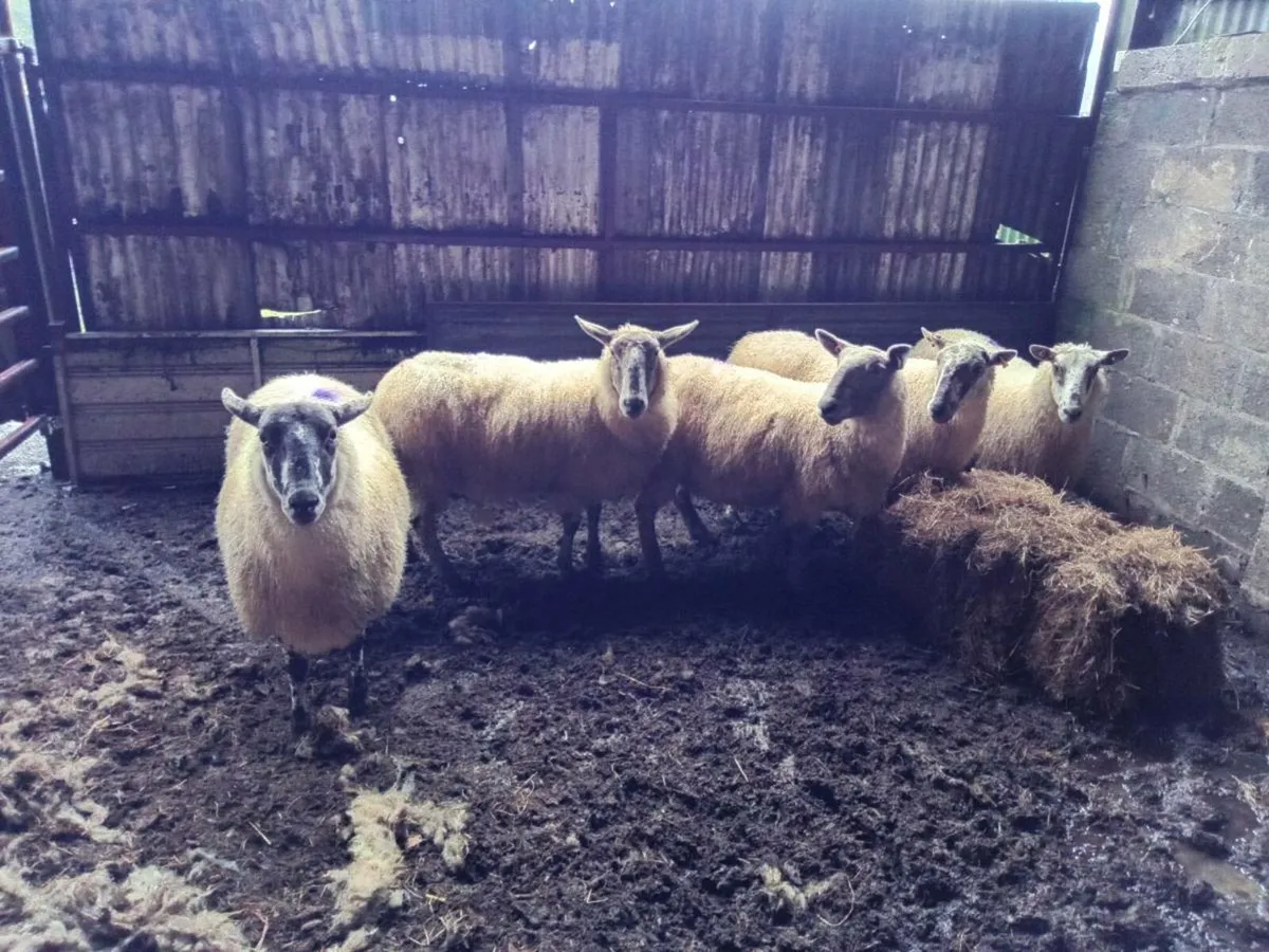 Organic ewes - Image 2
