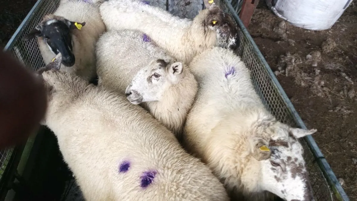 Organic ewes - Image 3