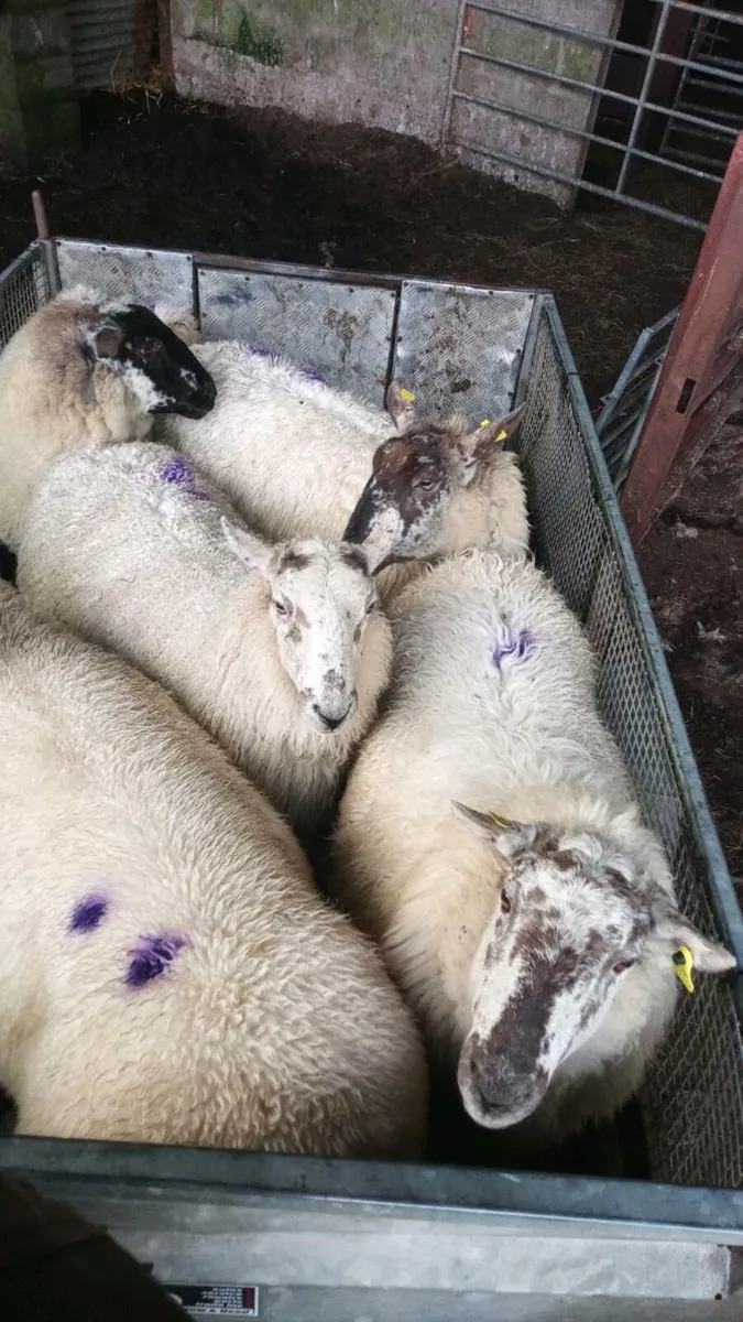 Organic ewes - Image 4