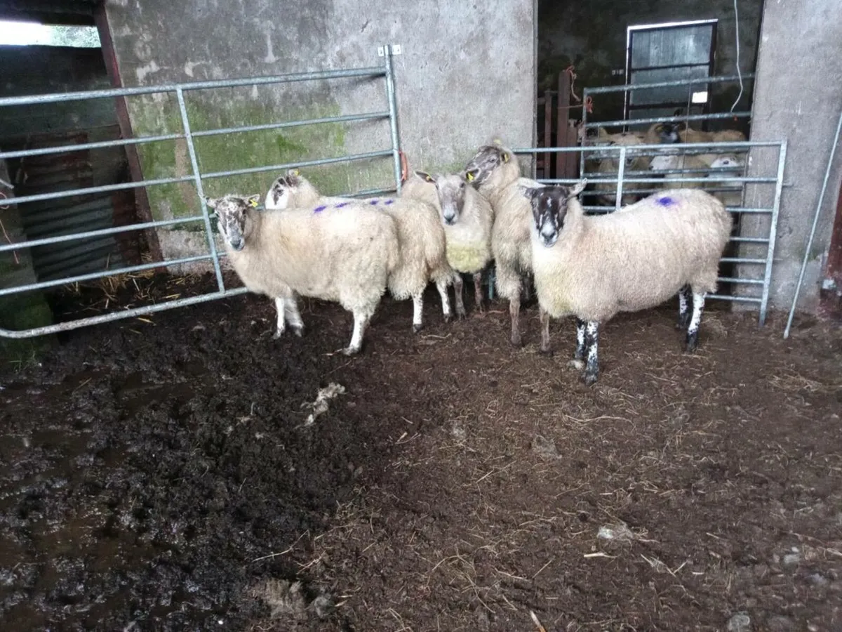 Organic ewes - Image 4