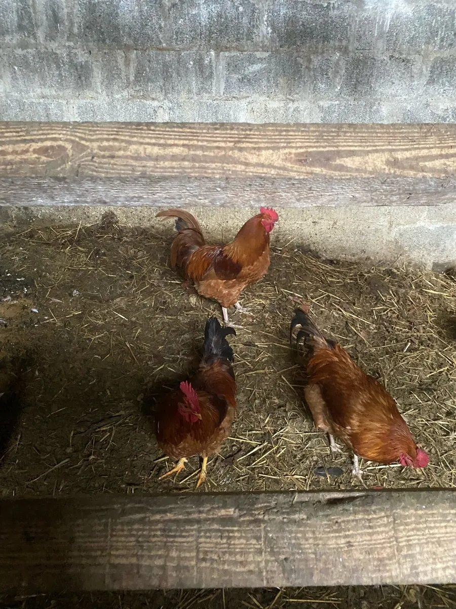 Roosters - Image 2