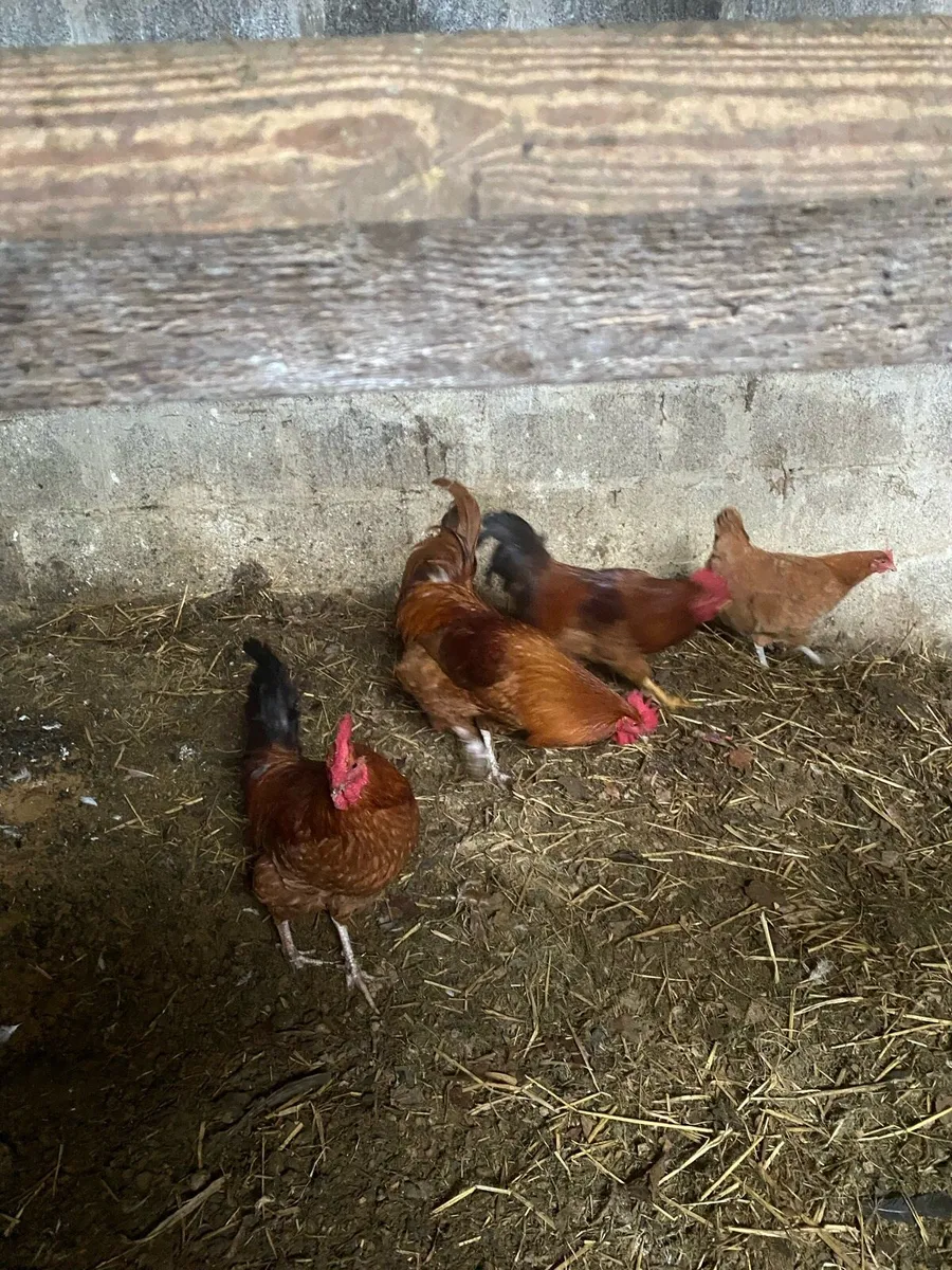 Roosters - Image 3