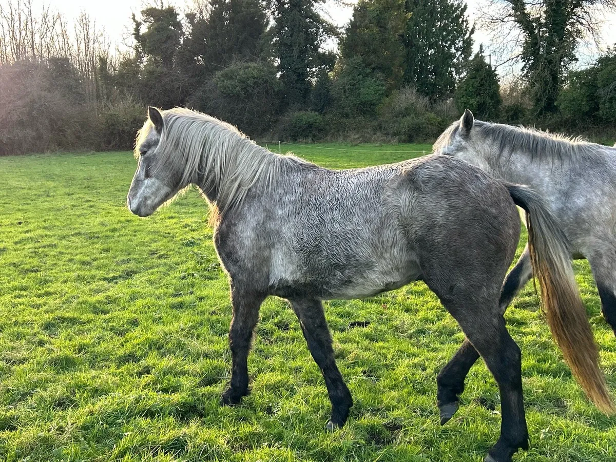 3 year old Connemara Pony - Image 1