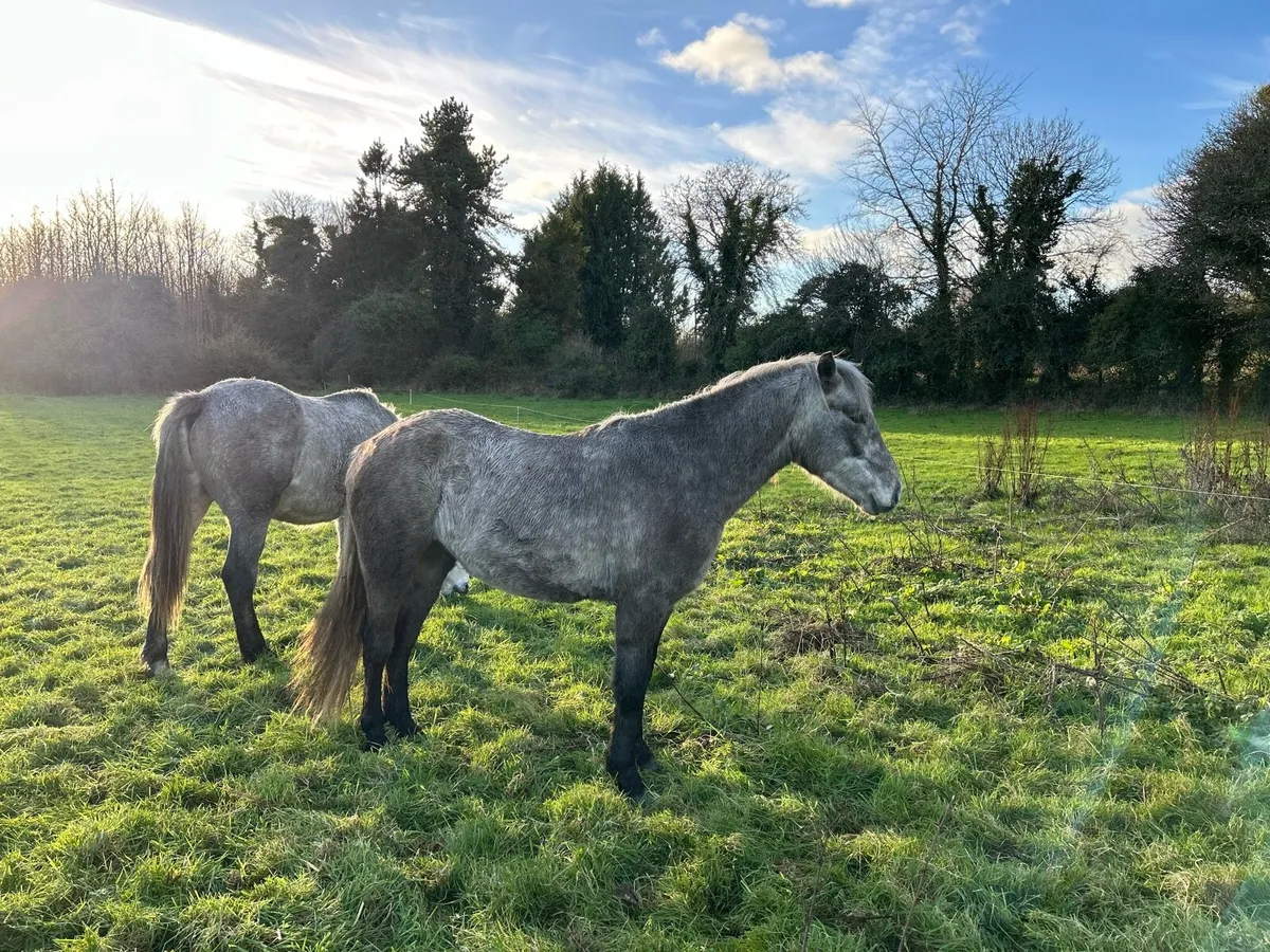 3 year old Connemara Pony - Image 2