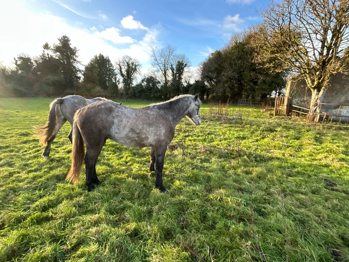 3 year old Connemara Pony - Image 3