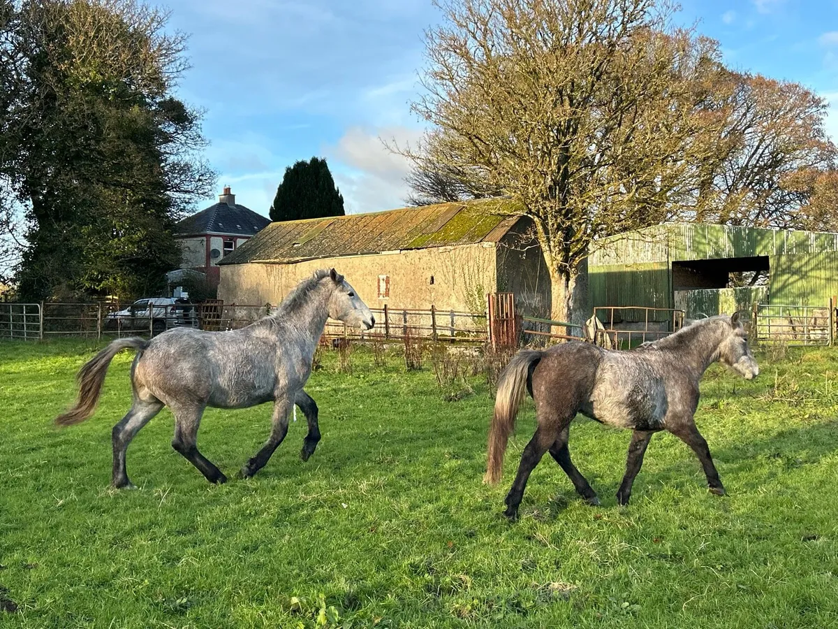 3 year old Connemara Pony - Image 4