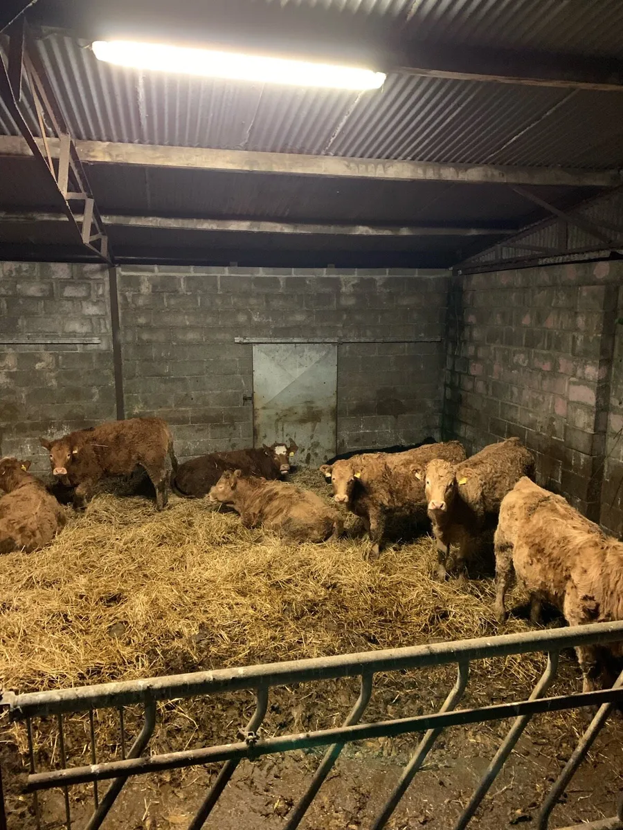 Weanling heifers - Image 1