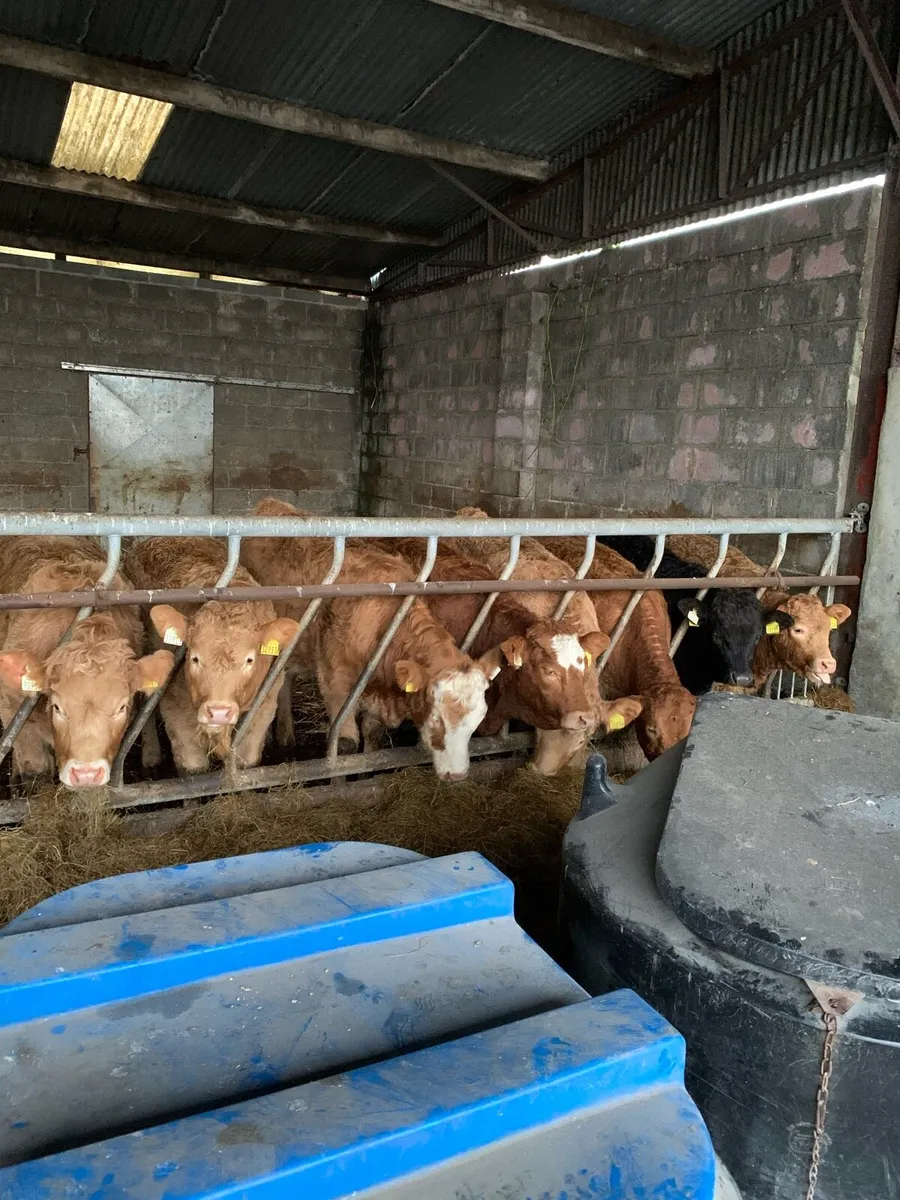 Weanling heifers - Image 2