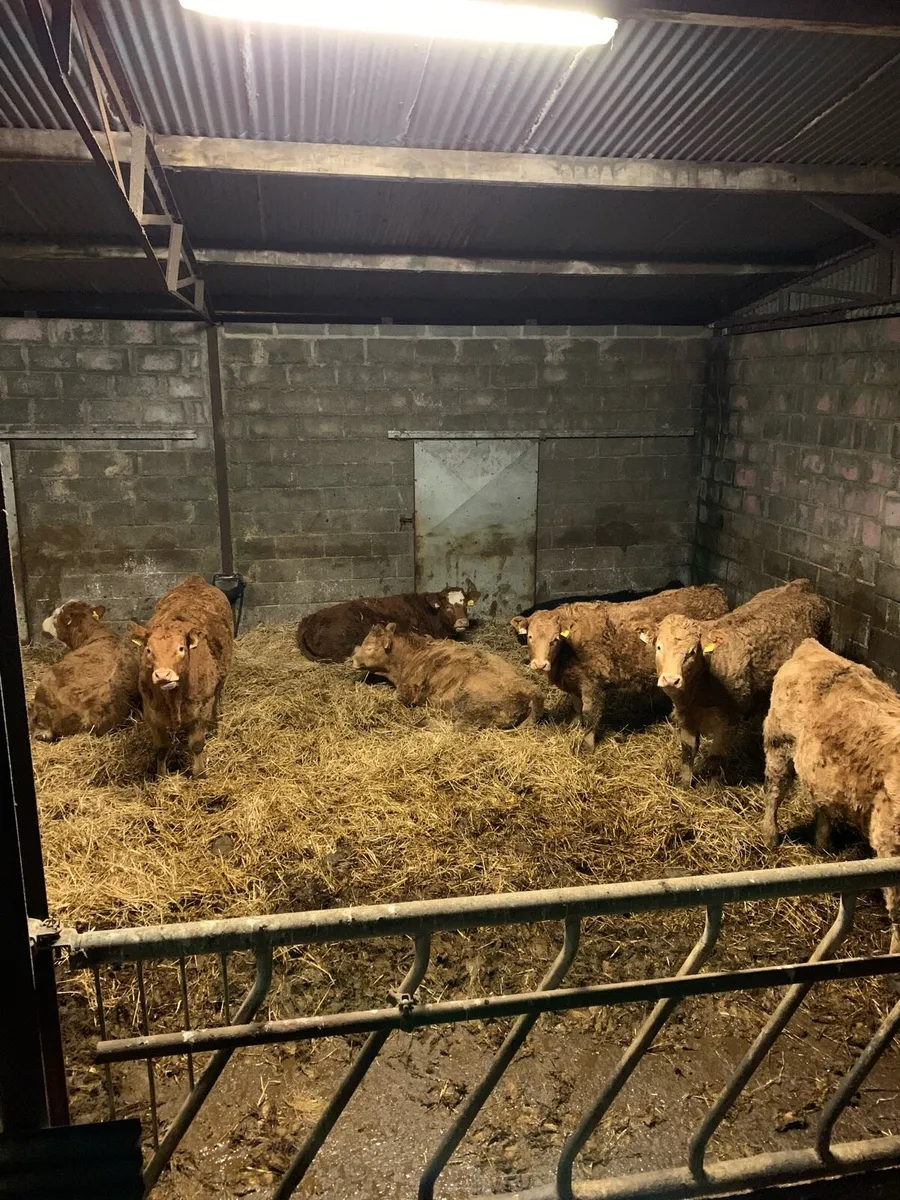 Weanling heifers - Image 3