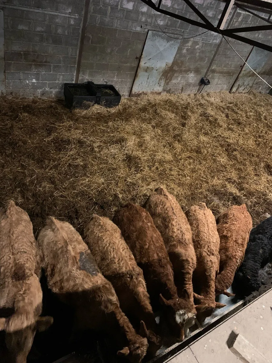 Weanling heifers - Image 4