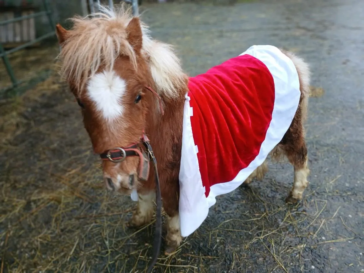 Fallabella foal - Image 1