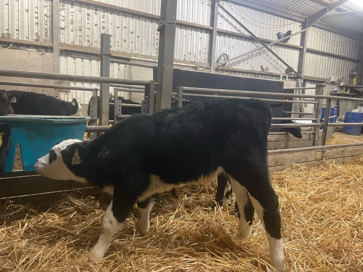 14,Calves - Image 1