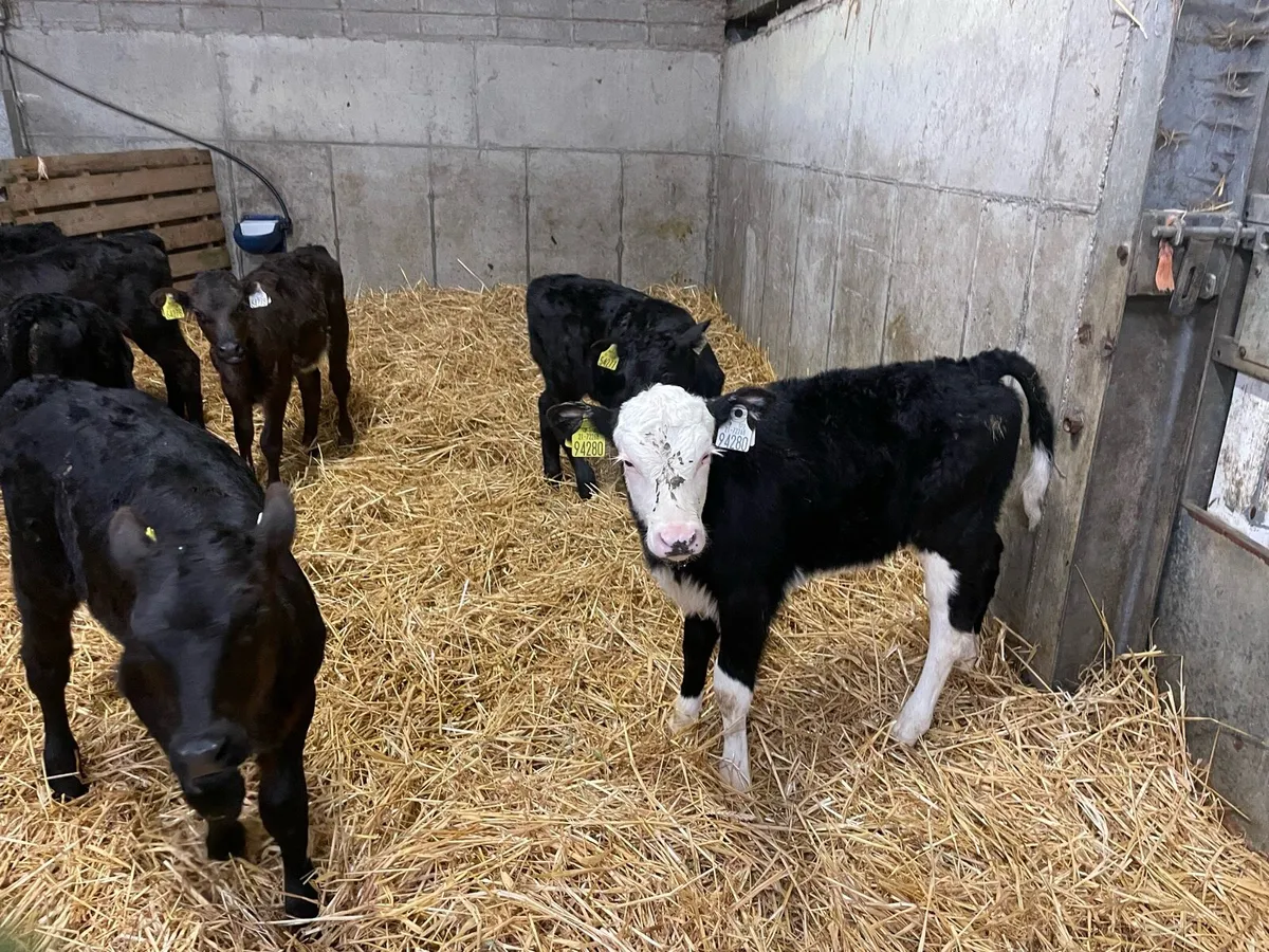 14,Calves - Image 4