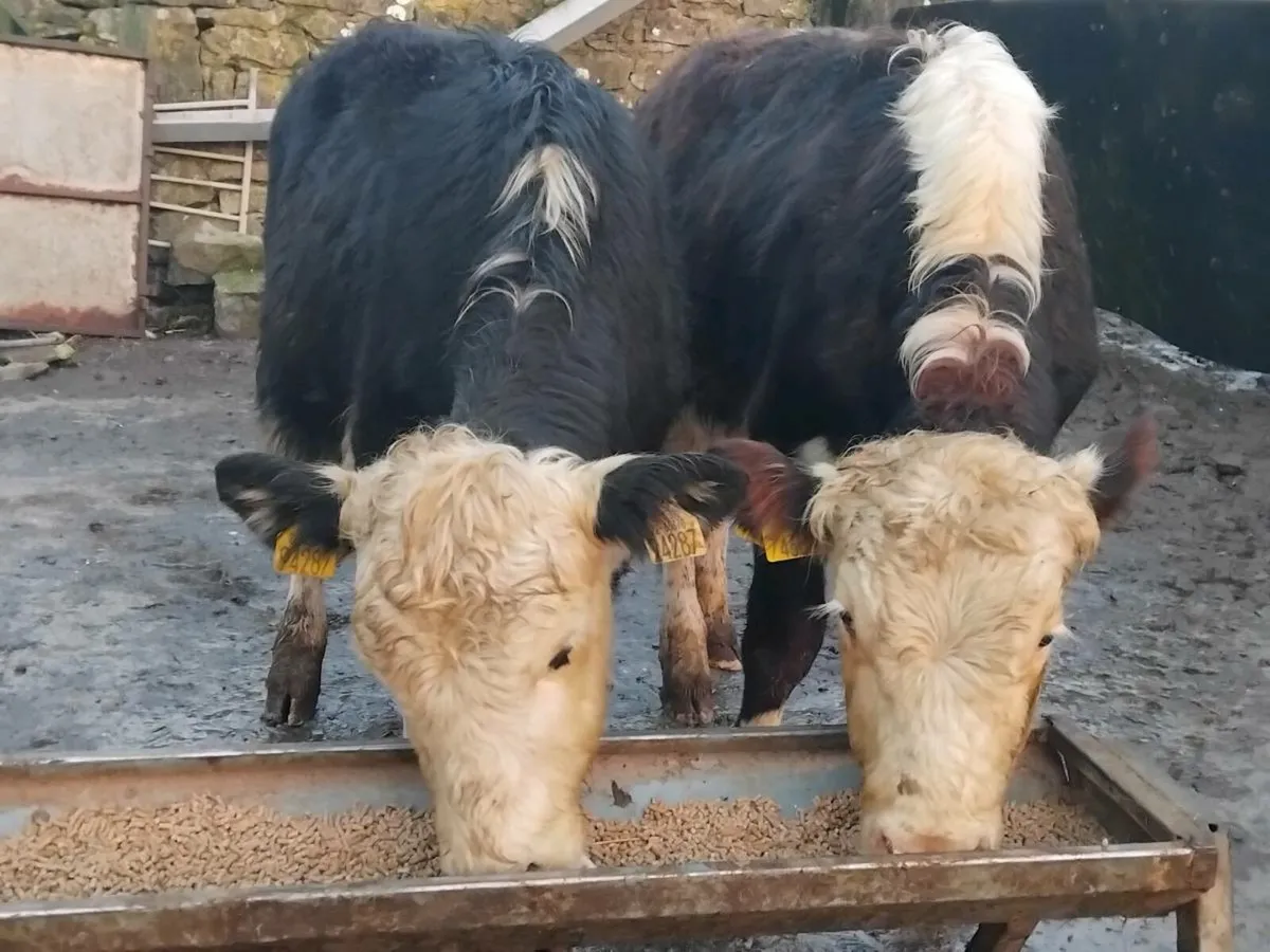 2 Hereford Bullock Weanlings - Image 2