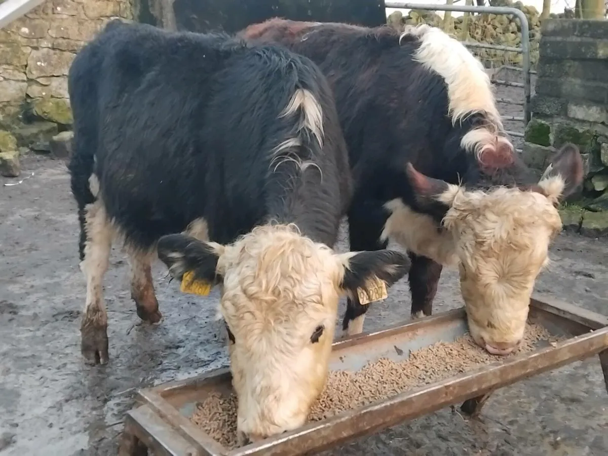 2 Hereford Bullock Weanlings - Image 3