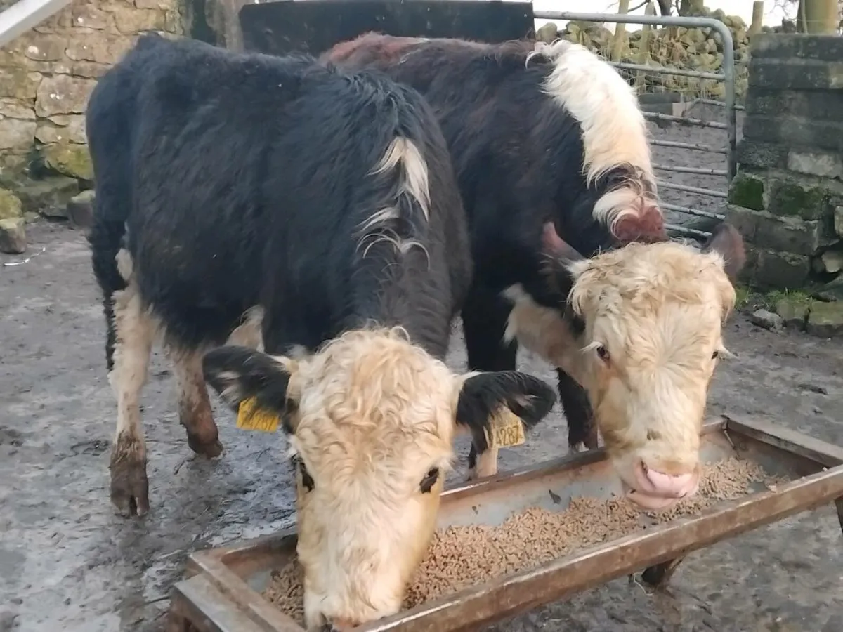 2 Hereford Bullock Weanlings - Image 4