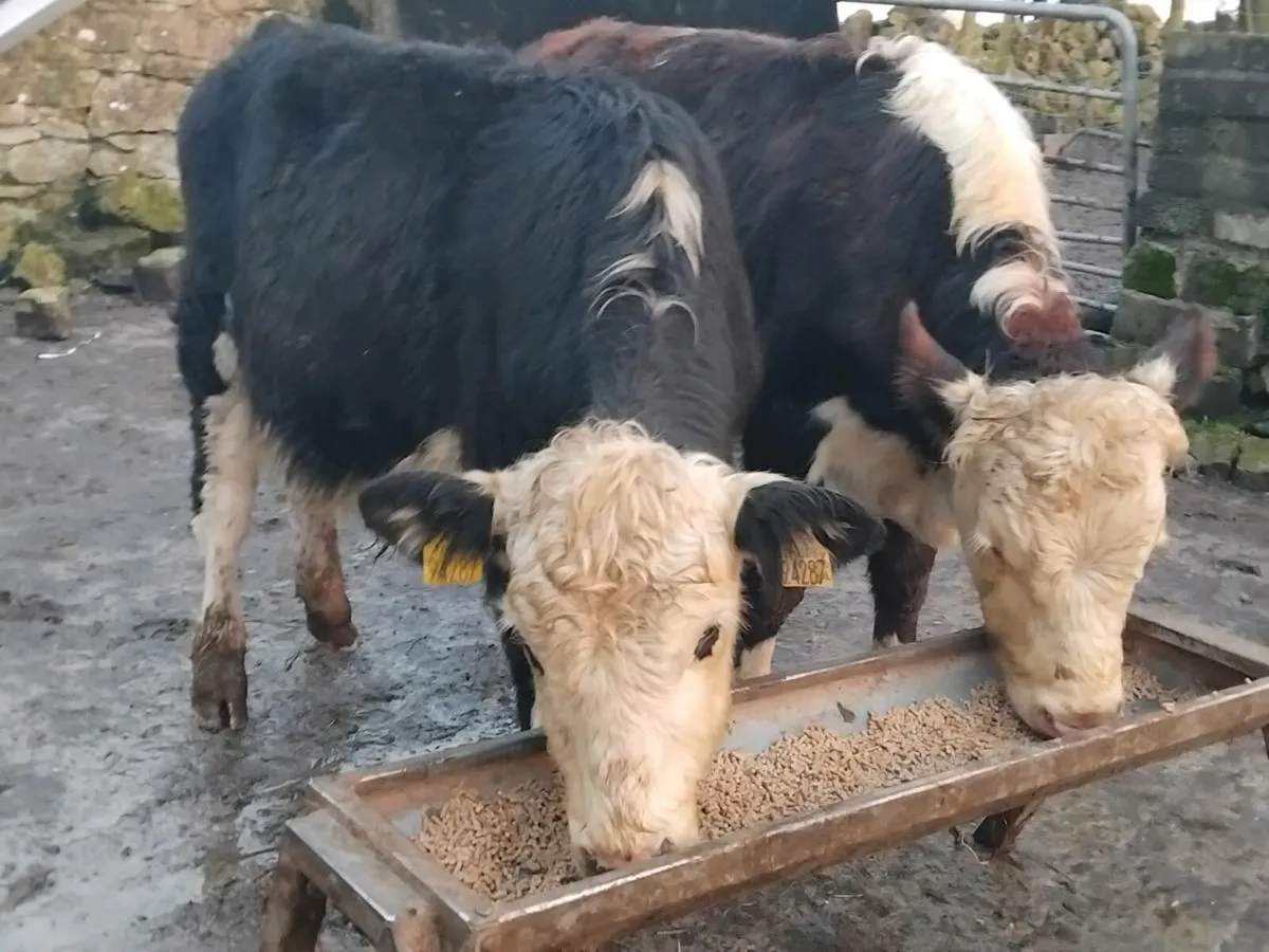 2 Hereford Bullock Weanlings - Image 1