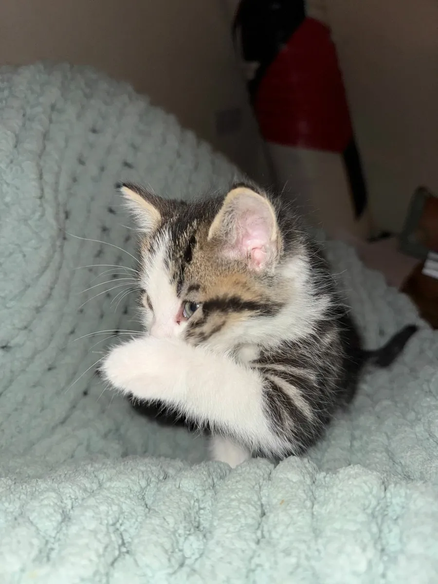 kitten - Image 1