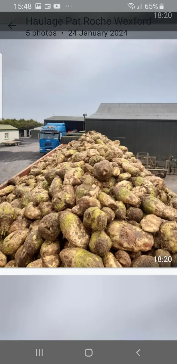 Sugar beet and fodder beet - Image 1