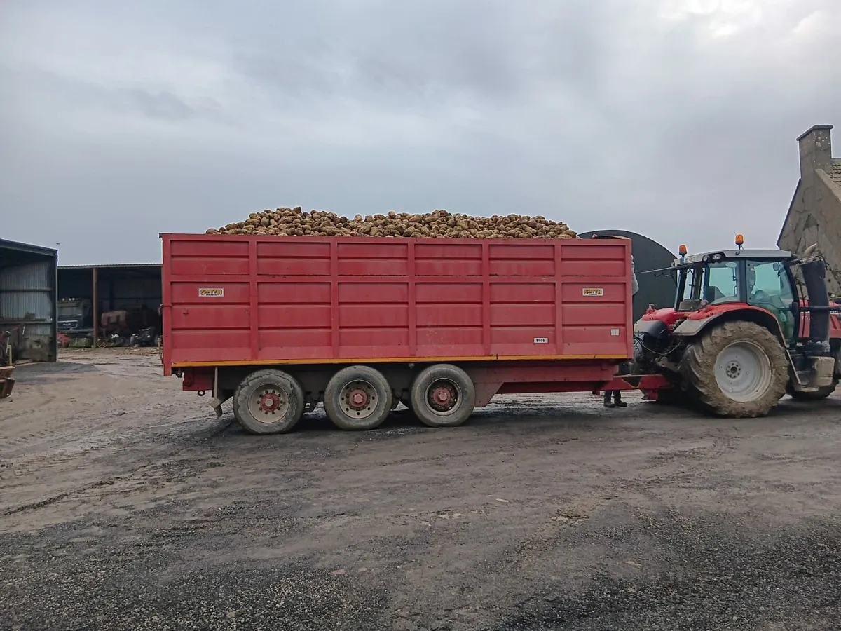 Sugar beet and fodder beet - Image 2