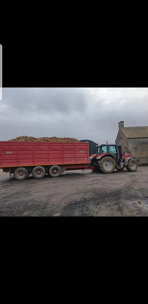 Sugar beet and fodder beet - Image 3