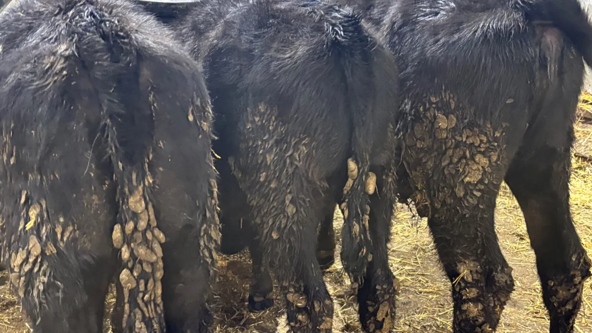 3 Aberdeen Angus Heifer Wealings - Image 2