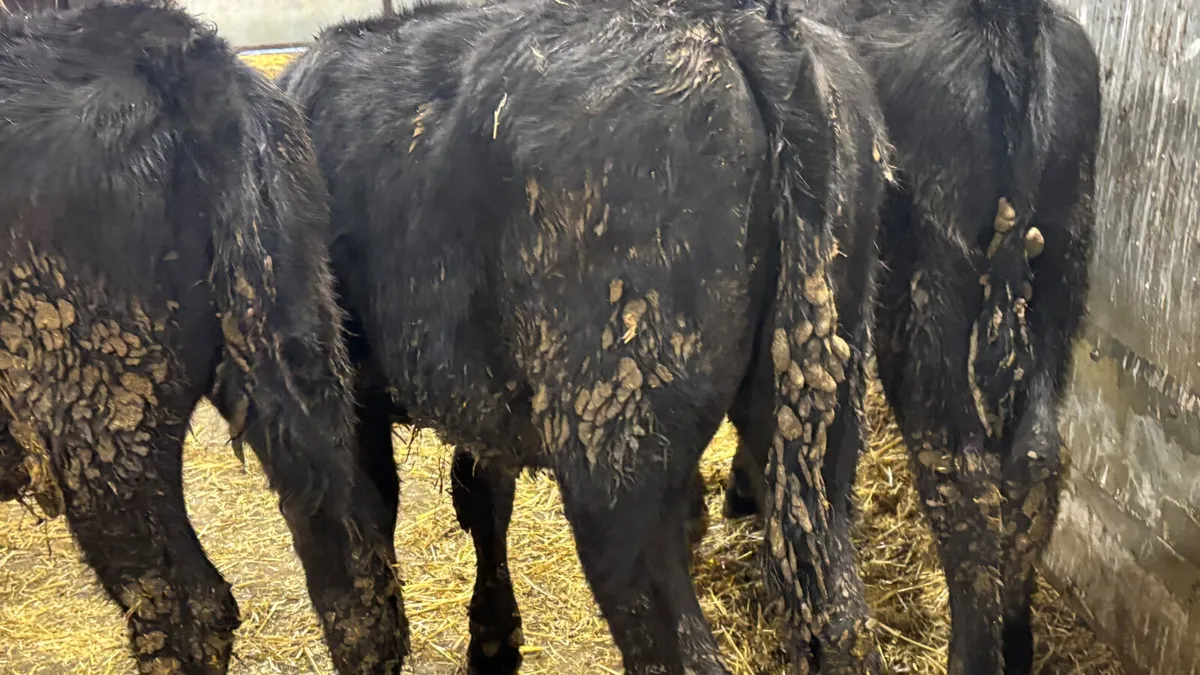 3 Aberdeen Angus Heifer Wealings - Image 3