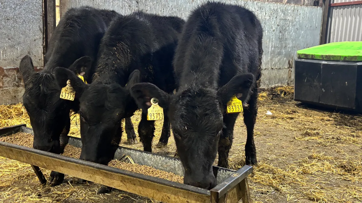 3 Aberdeen Angus Heifer Wealings - Image 4