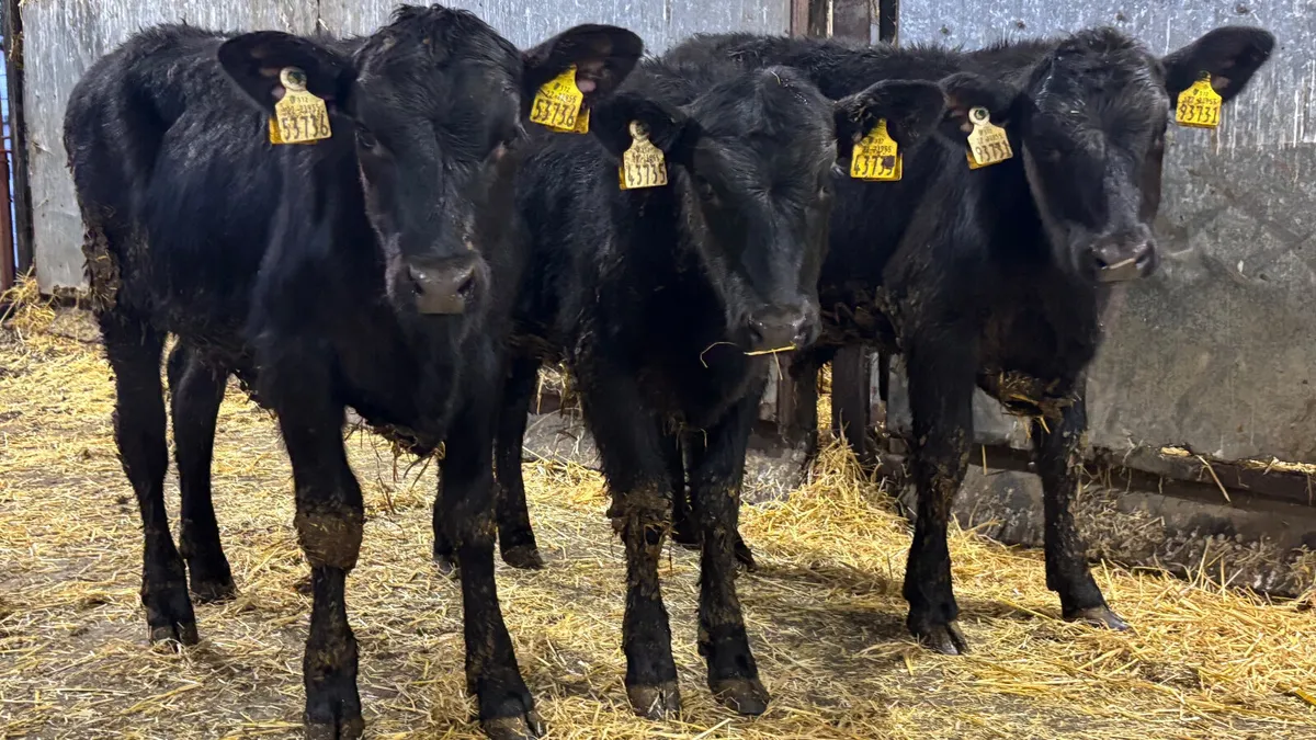 3 Aberdeen Angus Heifer Wealings - Image 1