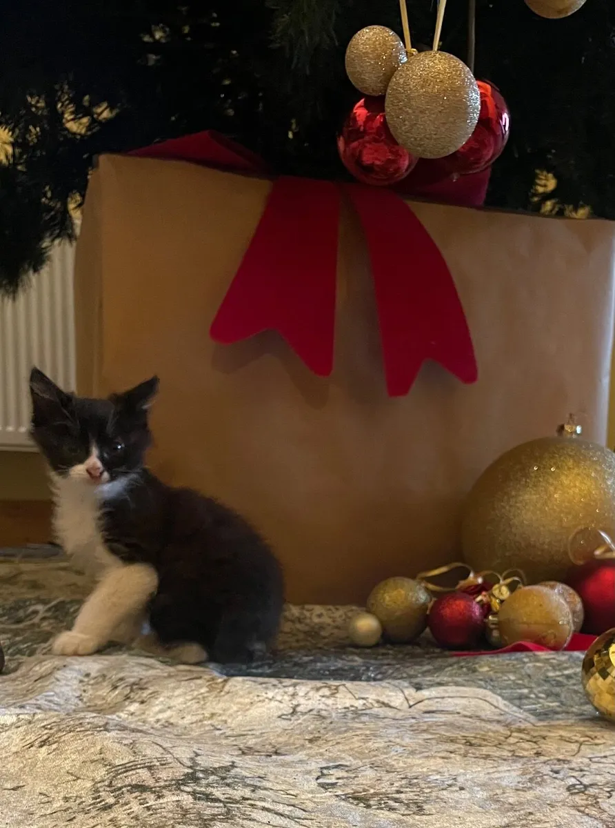 Beautiful long haired  Kittens - Image 2