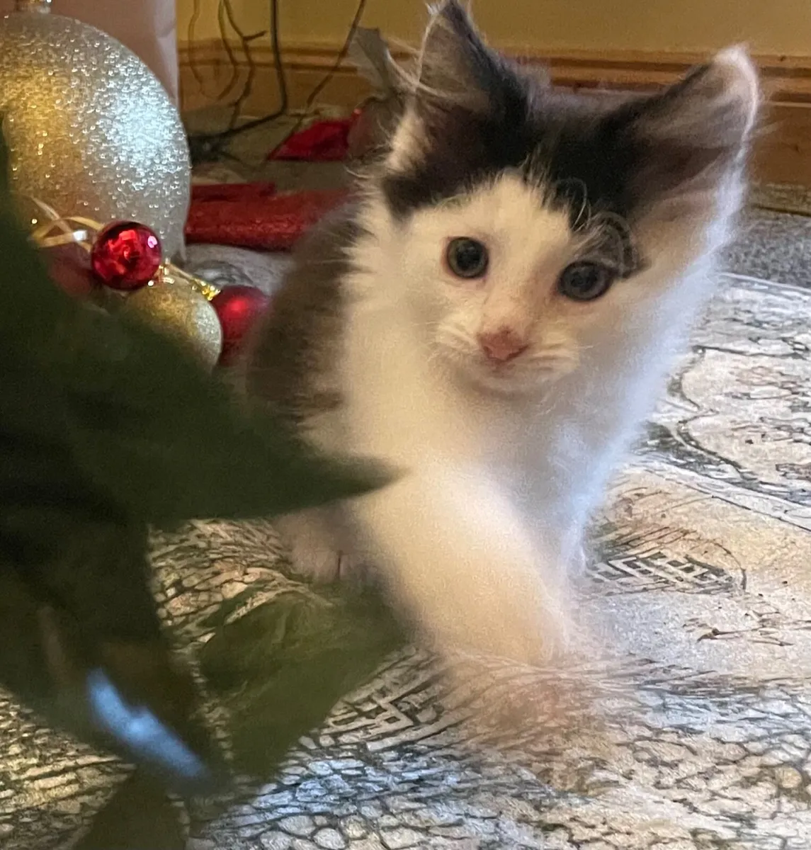 Beautiful long haired  Kittens - Image 3