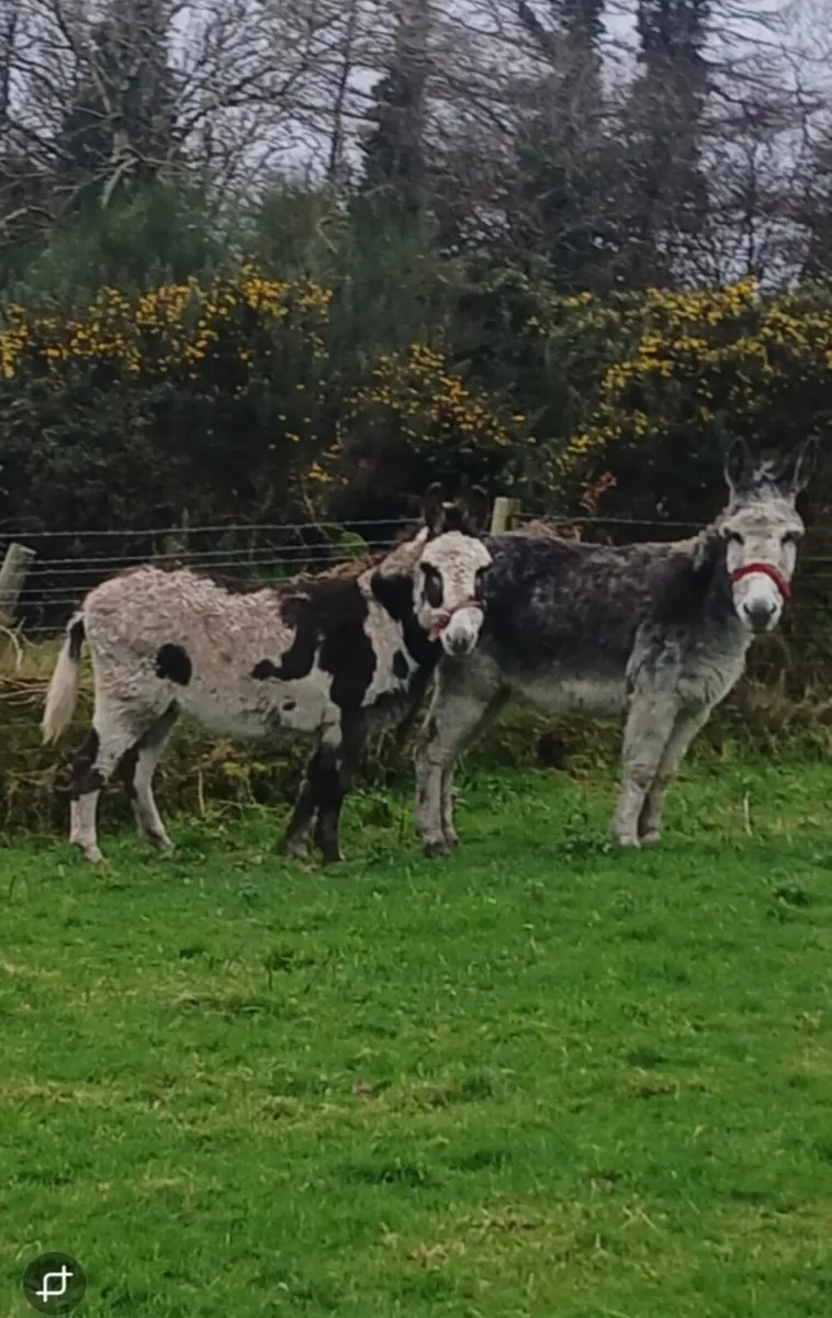 Gelding Donkeys - Image 1