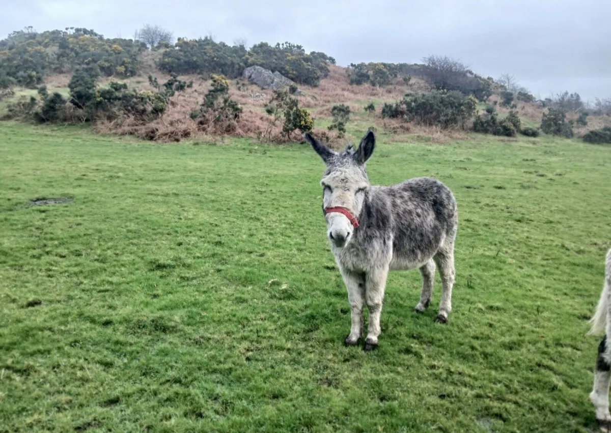 Gelding Donkeys - Image 2